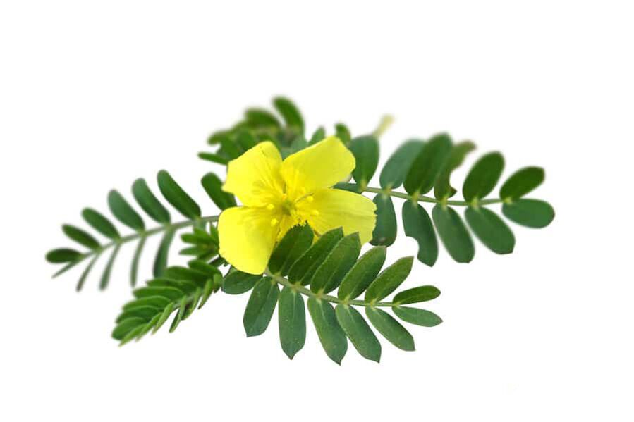 Tribulus as part of Glucoren