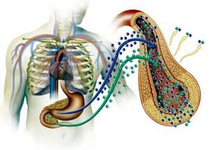 Damage to the pancreas in diabetes